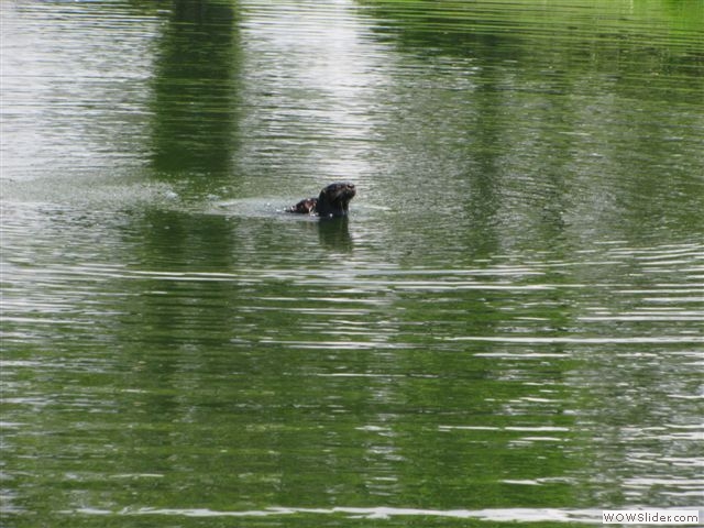 Otter playing at Tides