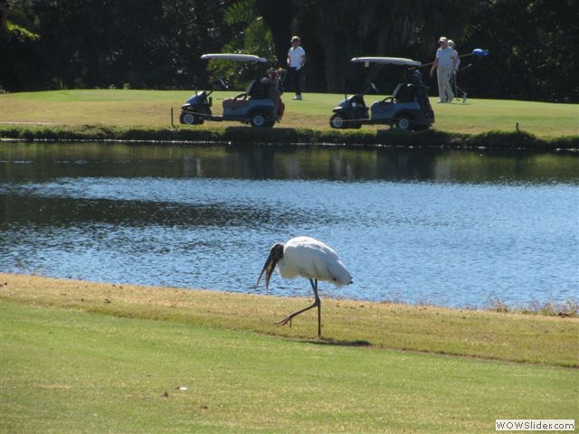 Woodstork with golfers in background