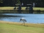 Woodstork with golfers in background